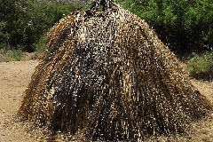 Apache Wickiup